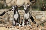 WHIPPET 152